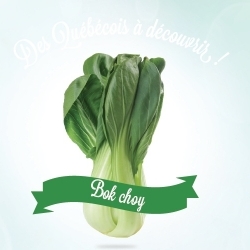 Fiche des Québécois à découvrir – Bok Choy