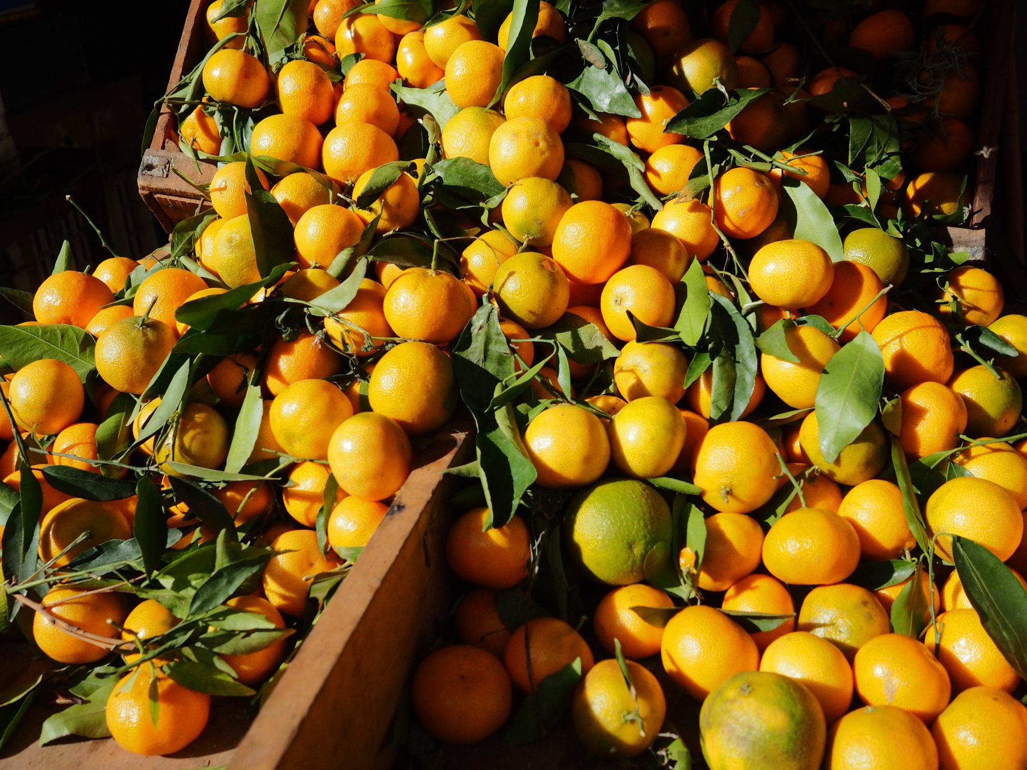 La clémentine : le fruit du temps des fêtes