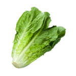 laitue; romaine