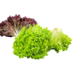 Laitue;frisée;verte;rouge