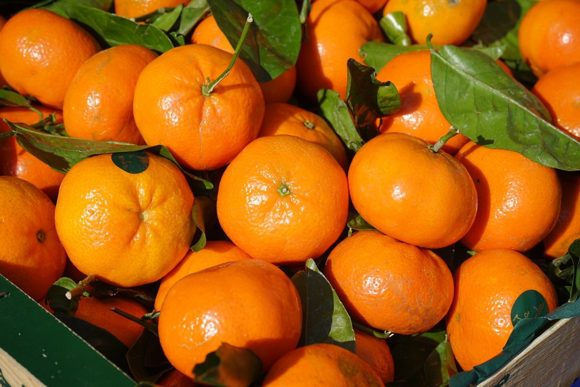 clementine orange clementine orange