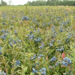 Fiche Marché de détail - Bleuet sauvage du Québec