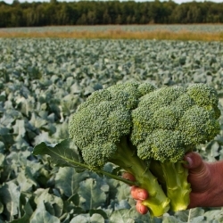 Fiche Marché de détail - Brocoli du Québec