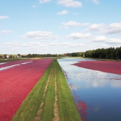 Fiche Marché de détail - Canneberge du Québec