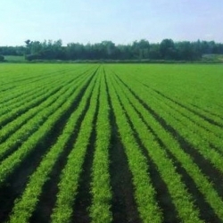 Fiche Marché de détail - Carotte du Québec