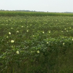 Fiche Marché de détail - Gombo (okra) du Québec