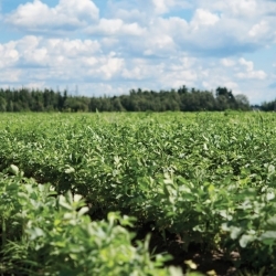 Fiche Marché de détail - Panais du Québec