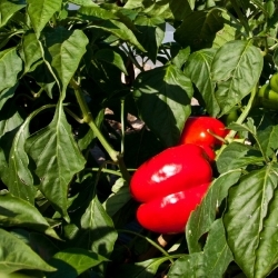 Fiche Marché du détail - Poivron de serre biologique