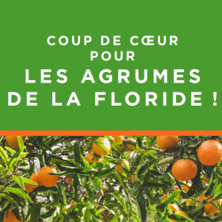 Guide coup de cœur pour les agrumes de la Floride