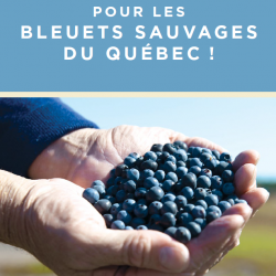 Coup de cœur pour les bleuets sauvages du Québec